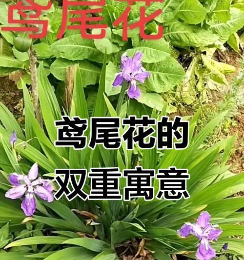 哪种花象征着爱情和友情？