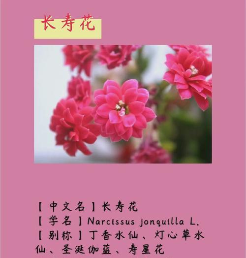 哪种花象征健康长寿？在送礼时如何选择？