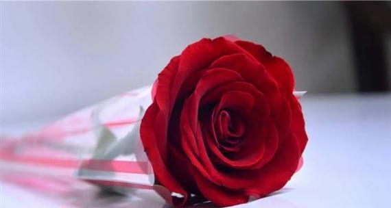 紫色苕子花的花语是什么？苕子花寓意什么？