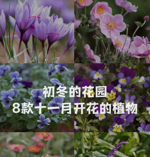 紫色苕子花的花语是什么？苕子花寓意什么？