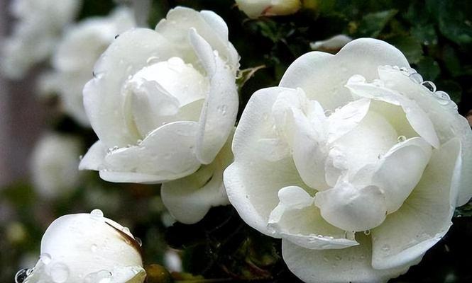 白色花通常代表什么？