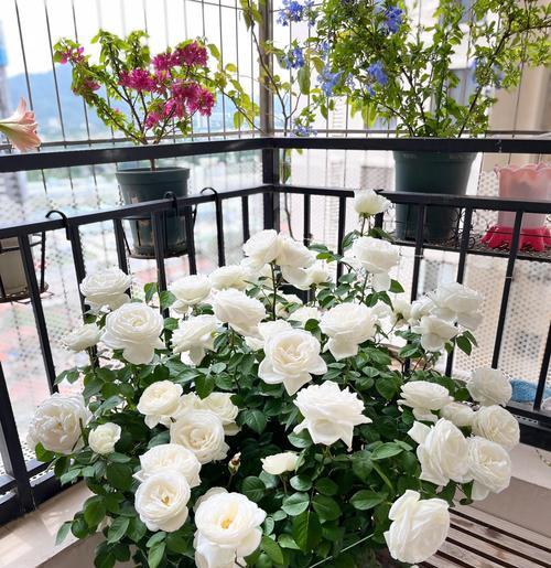 白色花通常代表什么？