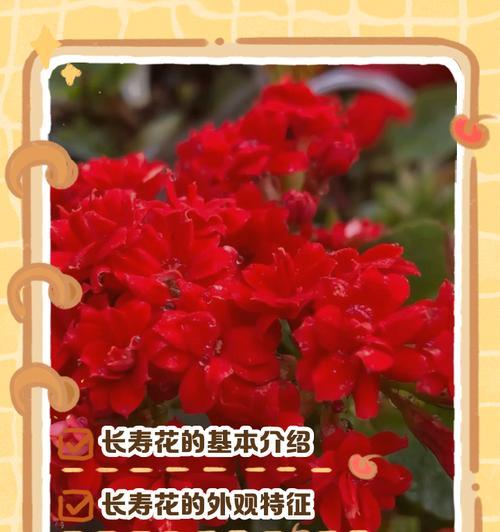 鸡冠长寿花有什么寓意？