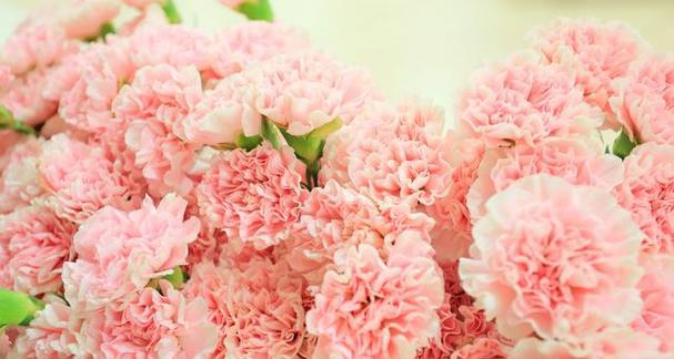 粉色花通常代表什么寓意和花语？
