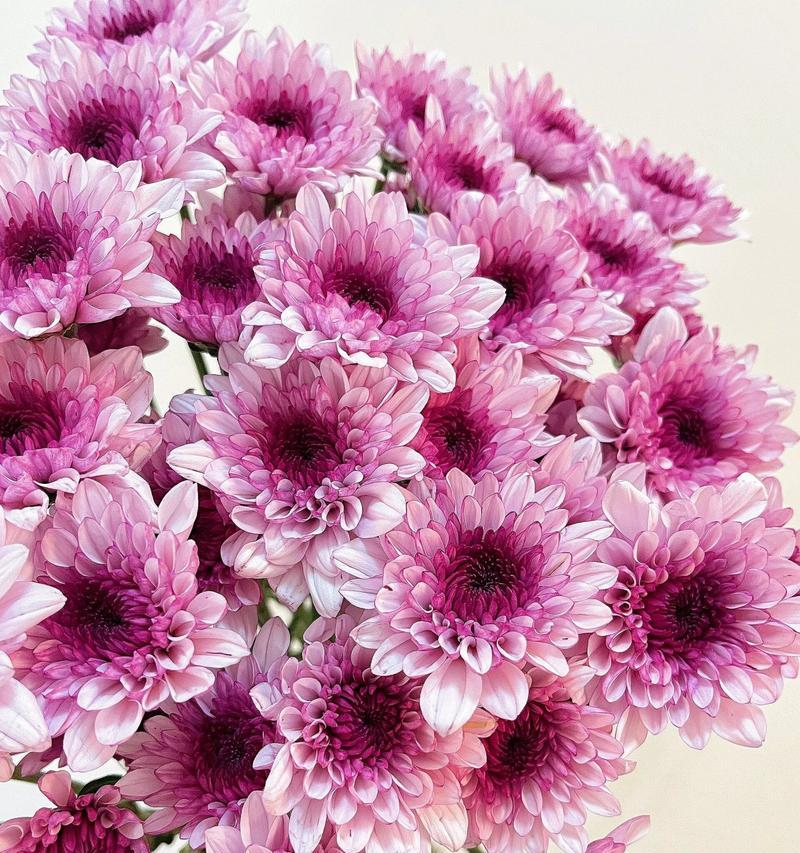 粉色花通常代表什么寓意和花语？