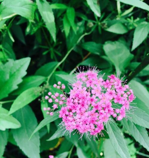 粉色花通常代表什么寓意和花语？