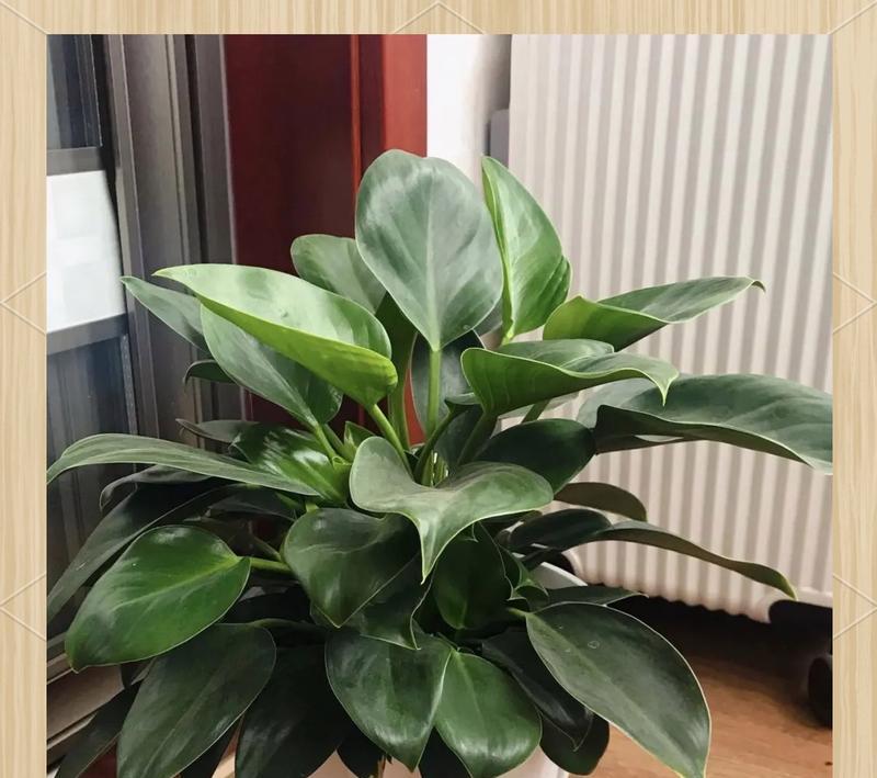 哪些花植物象征好运？如何用花植物带来好运？