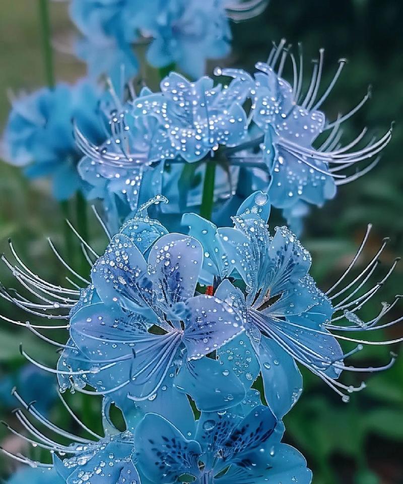 蓝色小妖姬代表什么？它的花语有何特别之处？