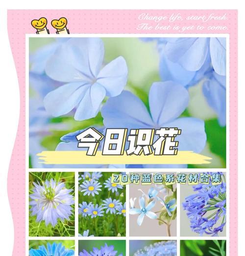 蓝色小妖姬代表什么？它的花语有何特别之处？