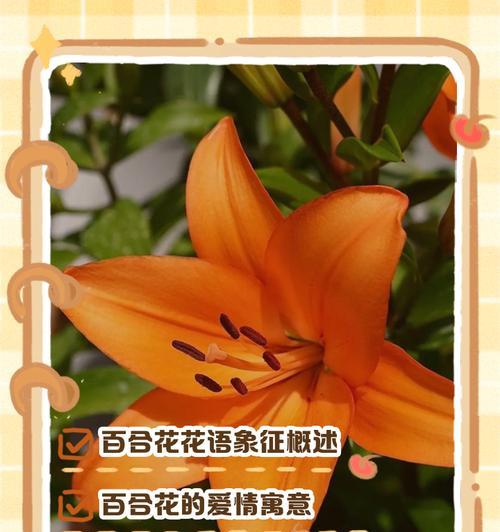 哪些好看的花寓意爱情？爱情花语有哪些？