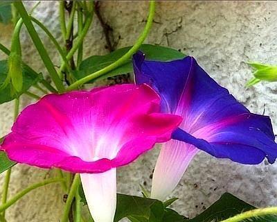 游神时不同颜色的花有什么特别的寓意吗？