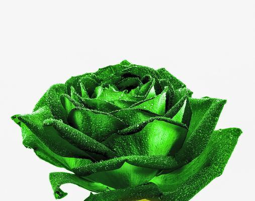 花语温柔绿色是什么？绿色花语有哪些？