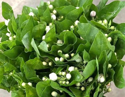 白色茉莉花代表什么？送茉莉花的意义是什么？