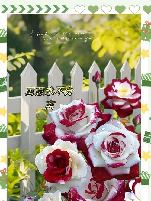 不同玫瑰花的颜色含义是什么？玫瑰花颜色代表的情感有哪些？