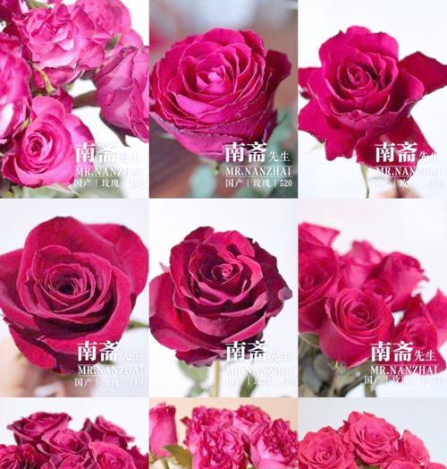 不同玫瑰花的颜色含义是什么？玫瑰花颜色代表的情感有哪些？