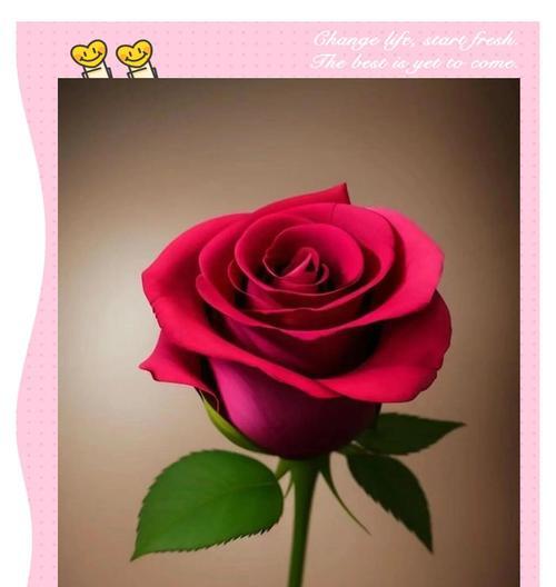 不同玫瑰花的颜色含义是什么？玫瑰花颜色代表的情感有哪些？