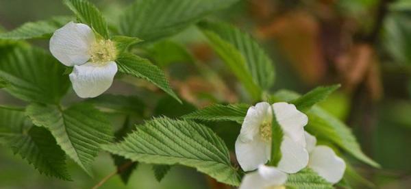 白色棠棣花象征什么？白色棠棣花的寓意是什么？