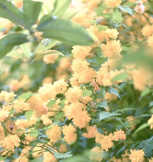白色棠棣花象征什么？白色棠棣花的寓意是什么？