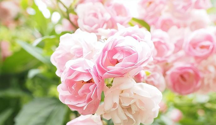 象征等待爱情的花是什么？它有哪些特别的含义？