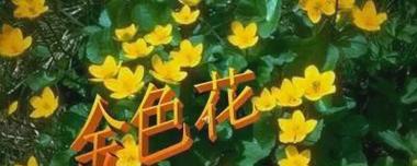 泰戈尔诗中的金色花象征着什么？