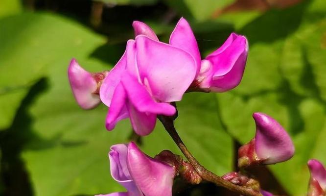 寓意着平安长寿的花是什么？如何选择寓意平安长寿的花？