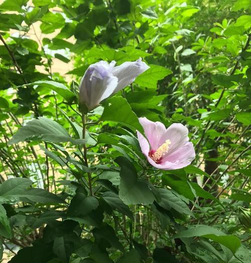 木槿花的寓意和象征是什么？木槿花有哪些传说故事？