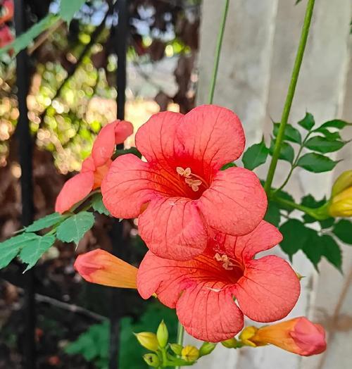 凌霄花象征什么爱情？凌霄花的花语寓意是什么？