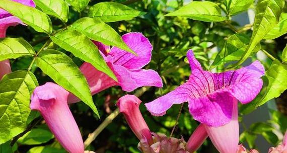 凌霄花象征什么爱情？凌霄花的花语寓意是什么？