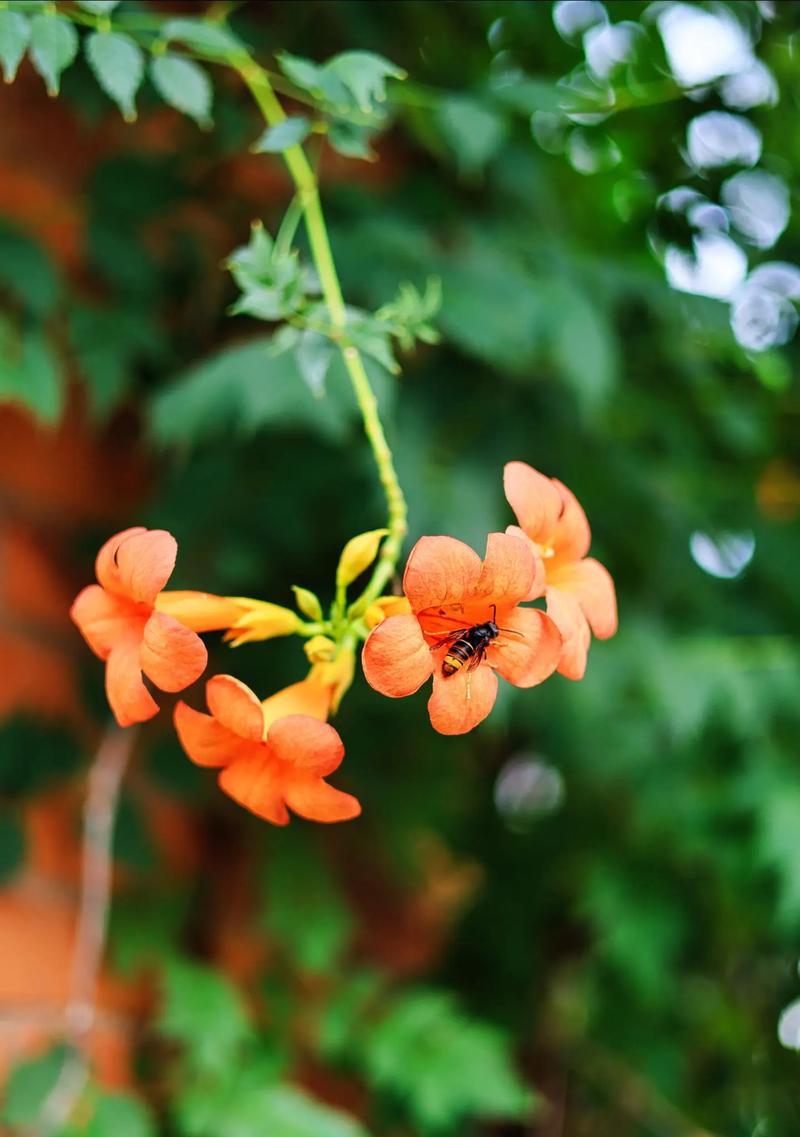 凌霄花象征什么爱情？凌霄花的花语寓意是什么？
