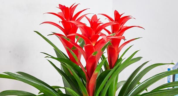 春节的花的寓意是什么？如何选择？