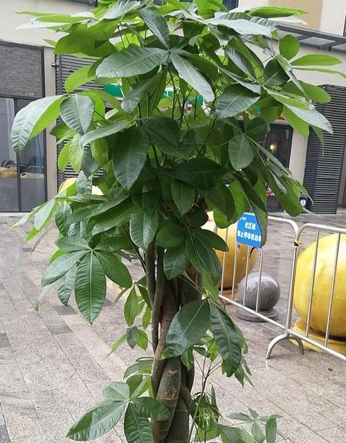 七色花在爱情公寓中代表什么？它们的寓意是什么？
