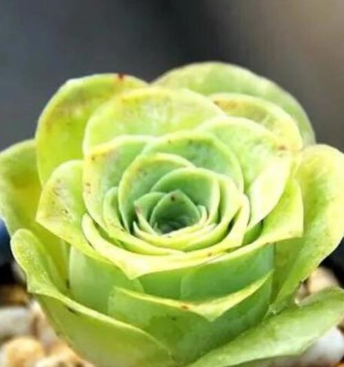 七色花在爱情公寓中代表什么？它们的寓意是什么？
