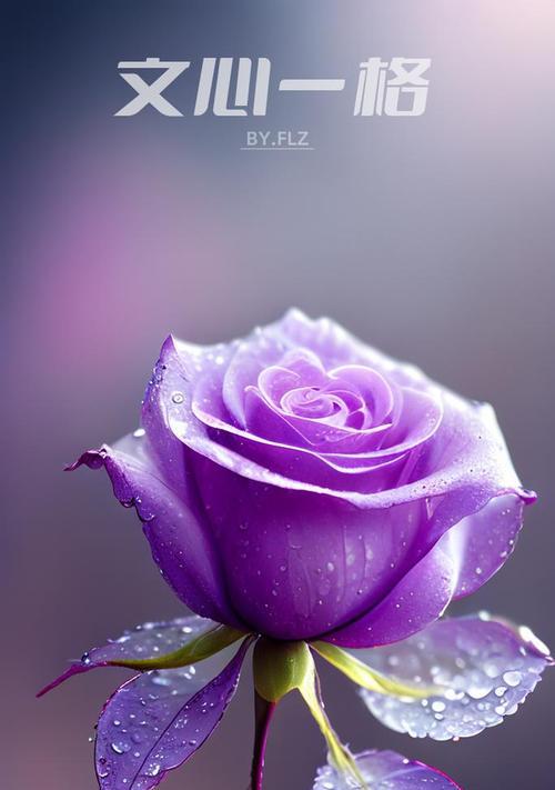 紫色玫瑰花数量的寓意是什么？不同数量代表什么？