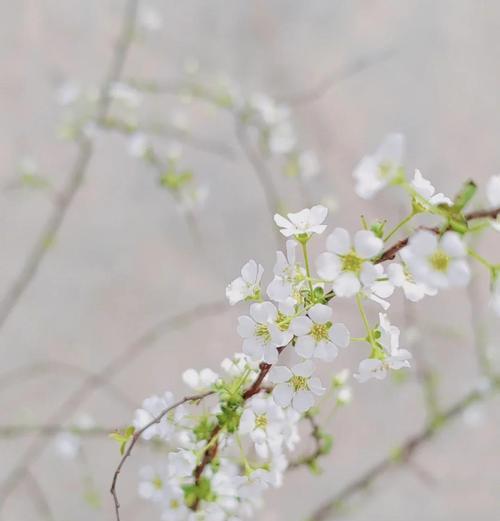 雪柳花的浪漫花语是什么？