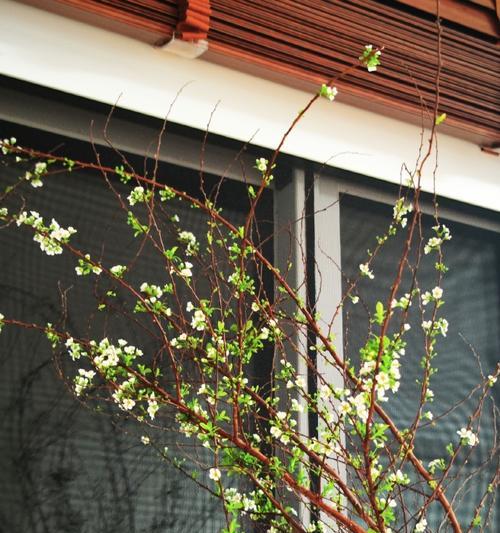 雪柳花的浪漫花语是什么？