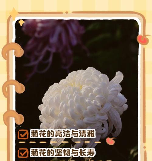 吉祥花代表了什么意义和含义？