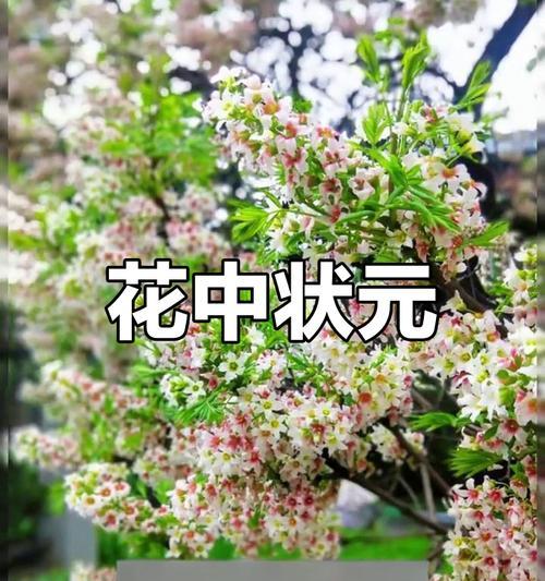 吉祥花代表了什么意义和含义？
