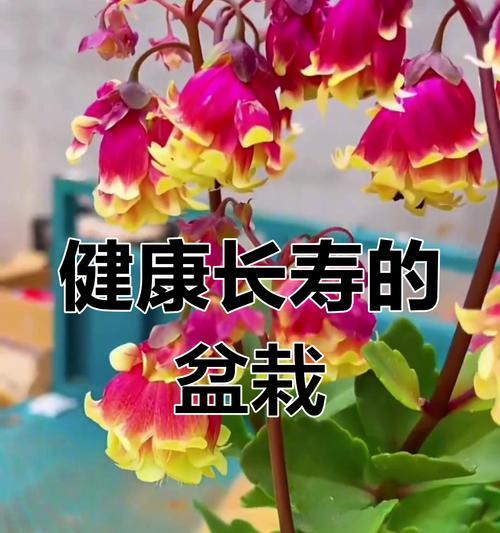 长寿花再次开花有什么特别的寓意吗？
