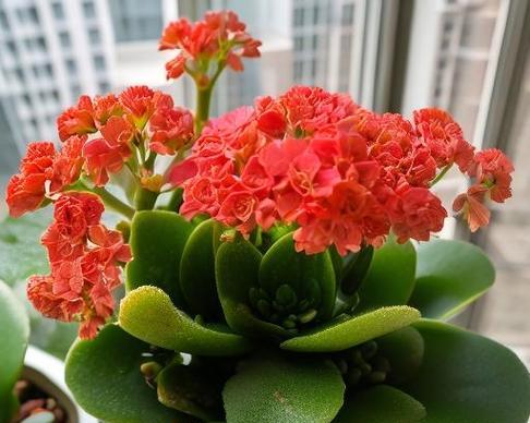 长寿花再次开花有什么特别的寓意吗？