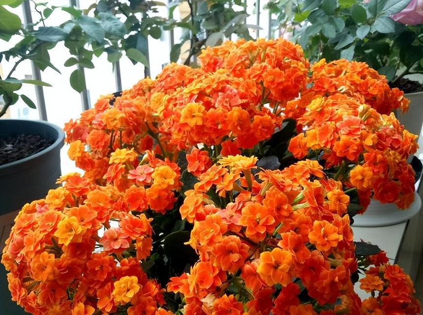 长寿花再次开花有什么特别的寓意吗？
