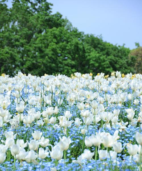 白色纯洁的花的寓意是什么？白色花卉如何象征纯洁？