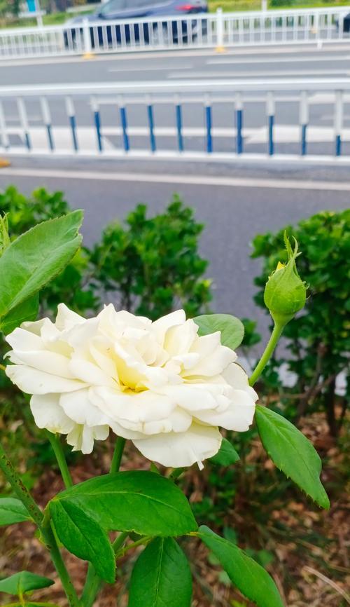 白色纯洁的花的寓意是什么？白色花卉如何象征纯洁？