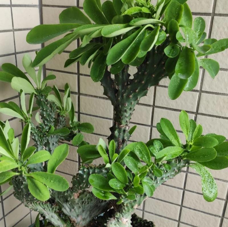 哪种花寓意自由与平安？