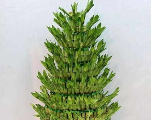 哪种花寓意自由与平安？