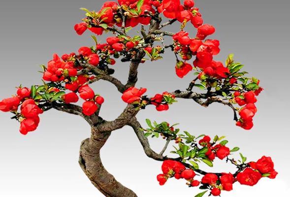 古代长寿植物花有哪些？它们的寓意是什么？
