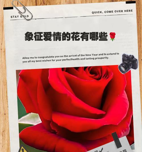 极端爱情花语大全有哪些？极端爱情的花语表达方式是什么？