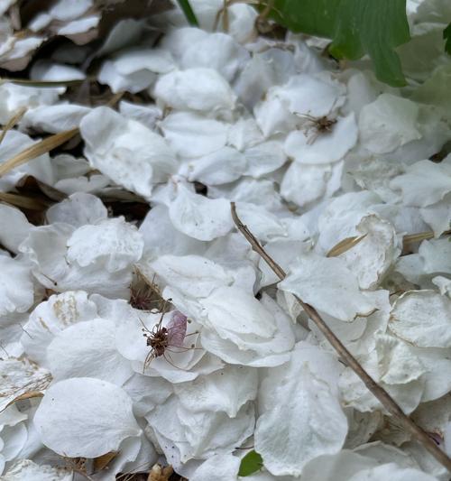 白色花中哪些寓意好？寓意好的白色花有哪些？