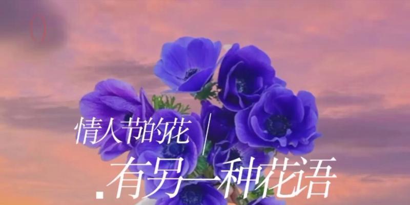 2020年情人花语节日有哪些？如何庆祝情人节花语？