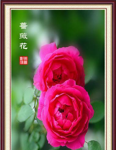 深红色蔷薇花语是什么？寓意何在？