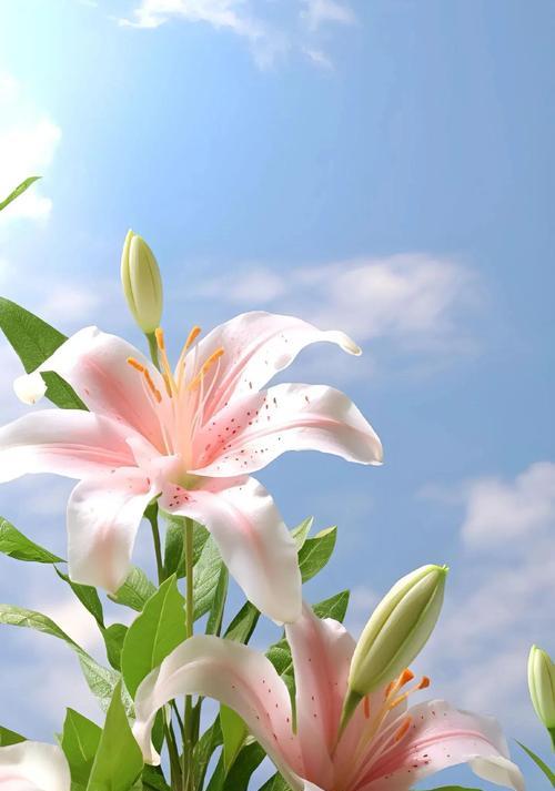 花色混搭代表什么？多重颜色的花寓意有何不同？